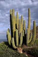 20 Seeds Pachycereus pringlei Mexican Giant Cardon Gigante Elephant Cactus Nopal for sale  Shipping to South Africa