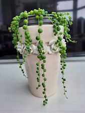 String pearl plant for sale  SOUTHPORT