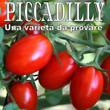 Semi pomodoro piccadilly usato  Italia