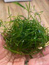 Guppy grass back for sale  Oakland