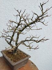 Rotbuchen bonsai yamadori gebraucht kaufen  Reutlingen