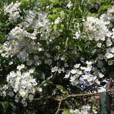 Rambling rose filipes for sale  IPSWICH