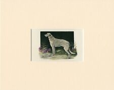 Scottish deerhound antique for sale  COLEFORD