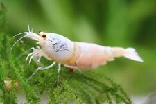 White gloss shrimp for sale  Shipping to Ireland