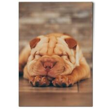 Shar pei dog for sale  SELBY