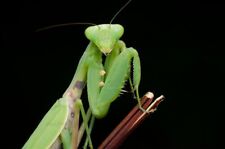 Giant praying mantis for sale  KETTERING