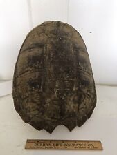 snapping turtle shell for sale  Au Gres