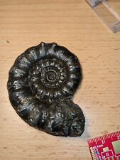 Eoderoceras polished sectioned for sale  CLEVEDON