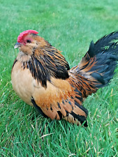 Pure exhibition quail for sale  NEWRY