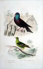 Ornithology roman pigeon d'occasion  Expédié en Belgium