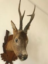 Beautiful roe deer for sale  SOUTHEND-ON-SEA