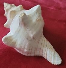 Natural horse conch for sale  Saint Charles