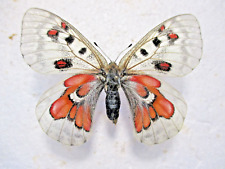 Entomologie Papilionidae Parnassius wiscotti Elevage V. Pierrat 2001 for sale  Shipping to South Africa