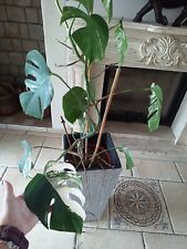 Monstera Deliciosa Variegata Halfmoon Head Cutting with 2 Leaves Air Root for sale  Shipping to South Africa