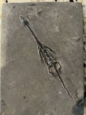Keichousaurus fossil marine for sale  Birmingham