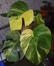 Monstera Aurea Marmorata / Yellow Variegated - Aroid Variegated - Plant Gift, used for sale  Shipping to South Africa