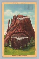 Usado, Cartão postal Del Norte Wonder Tree árvores grandes sequoia Califórnia comprar usado  Enviando para Brazil