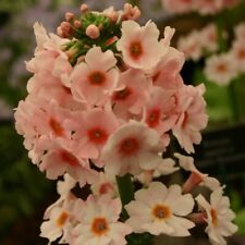 Primula japonica plug for sale  LONDON