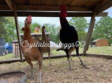 game chickens for sale  Marshallberg