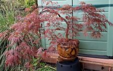 Large red japanese for sale  BRISTOL
