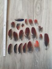 Rote blau vogelfedern gebraucht kaufen  Haarbach