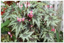 Begonia little brother d'occasion  Arzacq-Arraziguet