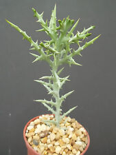 Euphorbia stenoclada exotic for sale  Miami