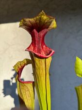 pitcher plants sarracenia for sale  San Jose