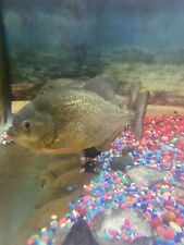 Red belly piranha for sale  Cookeville