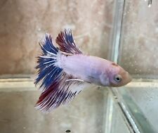 Bred platinum marble for sale  HULL