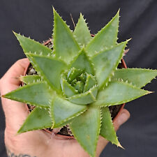 Aloe polyphylla plant usato  Casatenovo