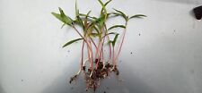 Seedling leaf pseudoplatanus for sale  MATLOCK