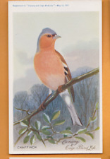 Pássaros- Canário e gaiola Bird Life, 1911- Chaffinch.    Cartão postal de volta simples comprar usado  Enviando para Brazil