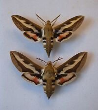 Bedstraw hawk moth for sale  CHORLEY