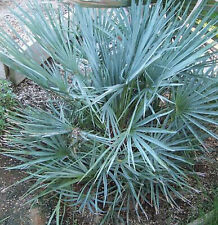 Palmier chamaerops humilis d'occasion  Villemandeur