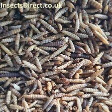 Dried calci worm for sale  TONBRIDGE