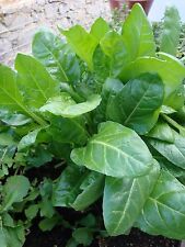 Spinach perpetual 500 for sale  SALISBURY