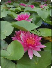 water lily for sale  BIRMINGHAM