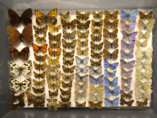 butterfly collection for sale  WIGTON