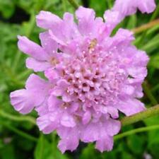 Scabious scabiosa flutter for sale  Shipping to Ireland