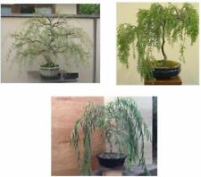 Bonsai willow tree for sale  Russell