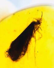 Fossil burmite Cretaceous Burmese amber moth insect fossil amber Myanmar for sale  Shipping to South Africa