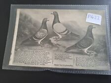 bird postcards for sale  AIRDRIE