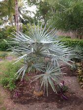 Thatch palm azul for sale  USA