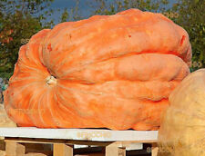 Semi zucca gigante usato  Milano