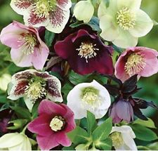 Hellebores mixed baby for sale  WALSALL