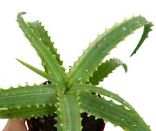 Aloe arborescens variegated usato  Napoli