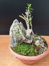 Olive bonsai composition for sale  Shipping to Ireland