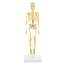 Mannequin squelette humain d'occasion  Expédié en France