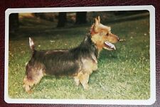 Australian terrier colour for sale  DERBY